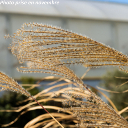 Miscanthus sinensis 'Jubilar'