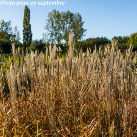 Miscanthus sinensis 'Kaskade'