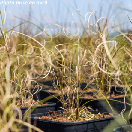 Miscanthus sinensis 'Kleine Fontane'
