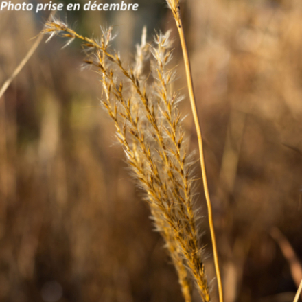 Miscanthus sinensis 'Krater'