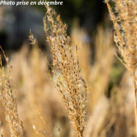 Miscanthus sinensis 'Rotfeder'