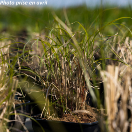 Miscanthus sinensis 'Strictus Dwarf'