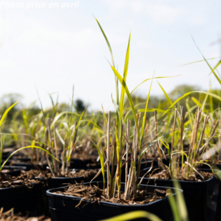 Miscanthus sinensis 'Zebrinus'