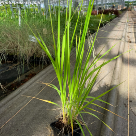 Molinia arundinacea