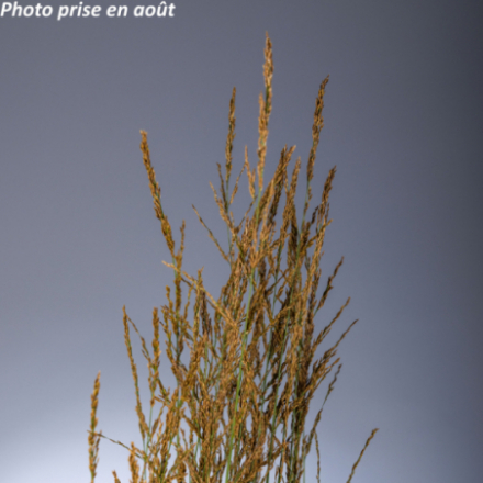 Molinia caerulea 'Torch'®