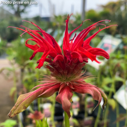 Monarda 'Cambridge Scarlet'