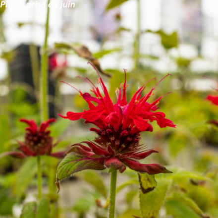 Monarda didyma 'Panorama Red Shades'