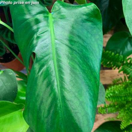 Monstera deliciosa - Philodendron