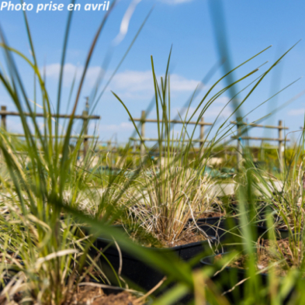 Muhlenbergia lindheimeri