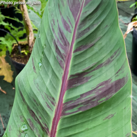 Musa sikkimensis - Bananier du Sikkim