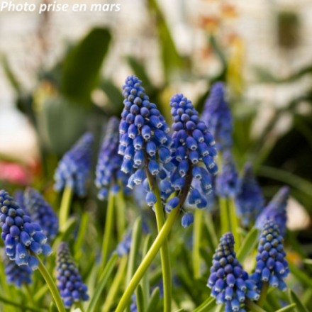 Muscari armeniacum