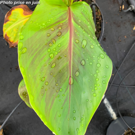 Musella lasiocarpa - Bananier Nain