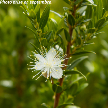 Myrtus communis 'Tarentina'