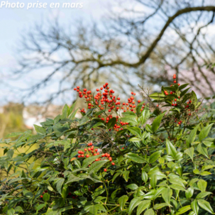 Nandina domestica - Bambou...