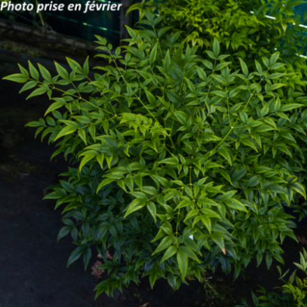 Nandina domestica 'Magical ® Lemon-Lime' - Bambou Sacré