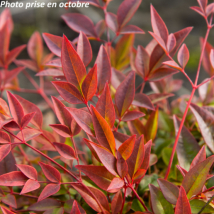 Nandina domestica 'Obsessed Seika' - Bambou Sacré