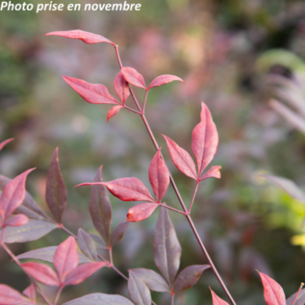 Nandina domestica 'Summer...