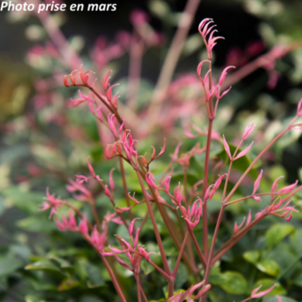 Nandina domestica...
