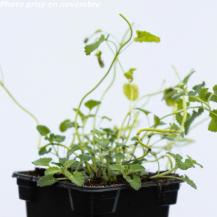 Nepeta faassenii 'Snowflake'