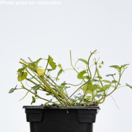 Nepeta mussinii