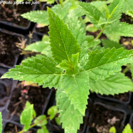Nepeta orientalis 'Blue Dragon'