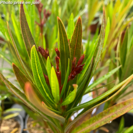 Nerium oleander 'Antoine'