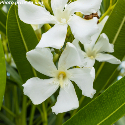 Nerium oleander 'Blanc simple' - Laurier-Rose