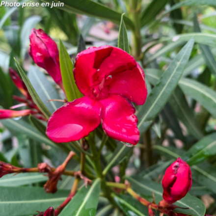 Nerium oleander 'Rouge simple' - Laurier-rose