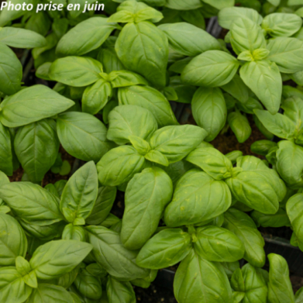 Ocimum basilicum - Basilic