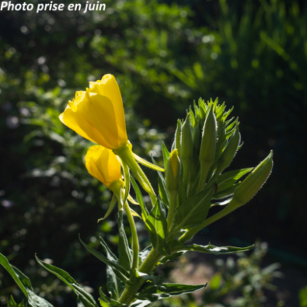 Oenothera biennis