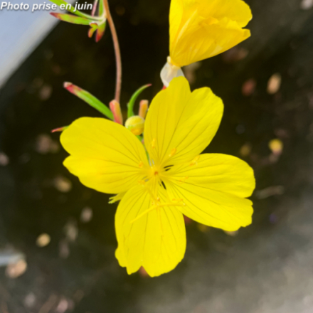 Oenothera fruticosa 'African Sun'