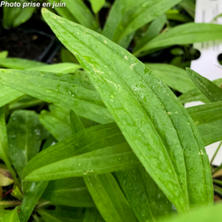 Oenothera macrocarpa 'Missouriensis'  - Onagre du Missouri