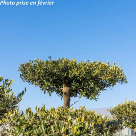 Olea europaea - Olivier