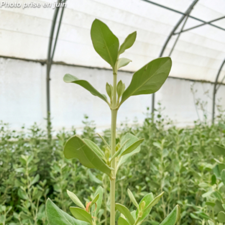 Olearia traversii