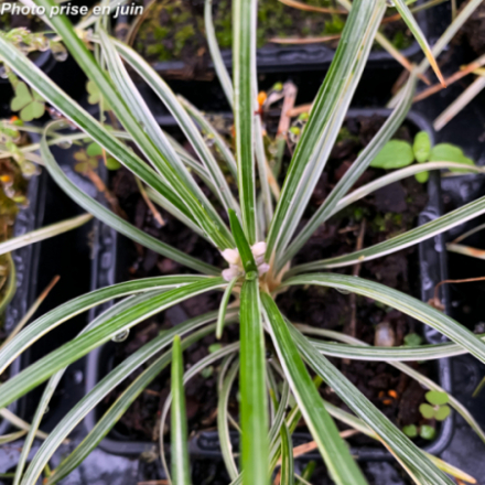 Ophiopogon japonicus 'Variegatus'