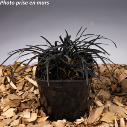 Ophiopogon planiscapus 'Niger'