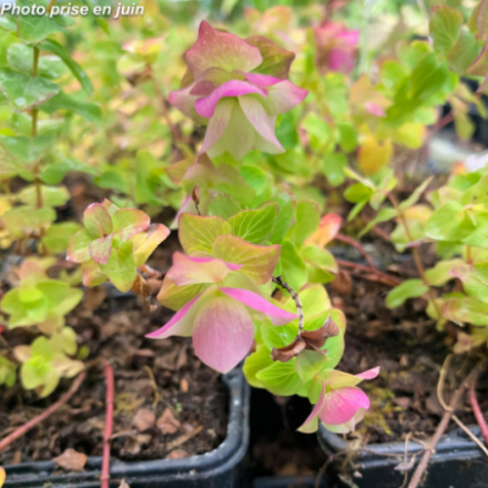 Origanum rotundifolium 'Kent Beauty'