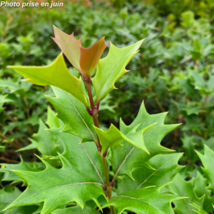 Osmanthus heterophyllus 'Purpureus' - Osmanthe à feuilles de houx
