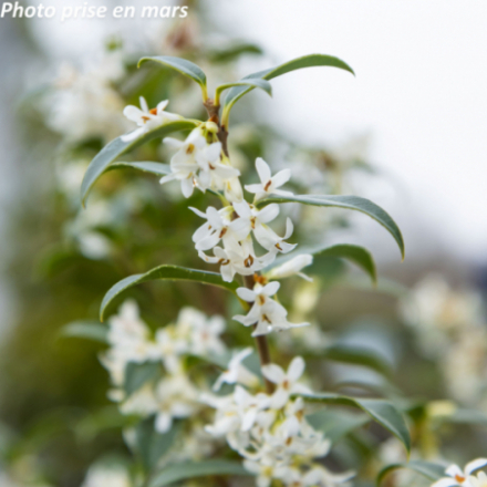 Osmanthus x burkwoodii - Osmanthe de Burkwood