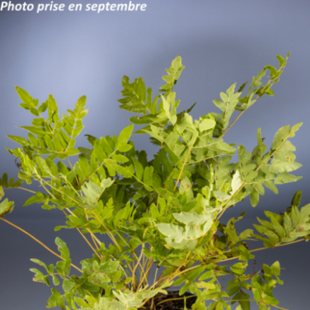 Osmunda regalis