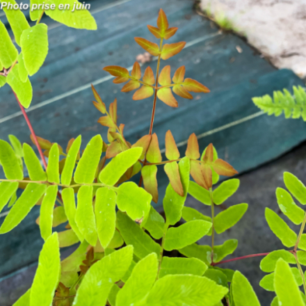 Osmunda regalis 'Purpurascens'