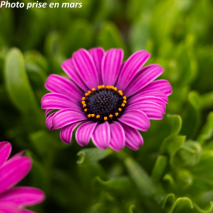 Osteospermum ecklonis - Marguerite du Cap