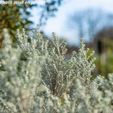 Ozothamnus rosmarinifolius 'Silver Jubilee'
