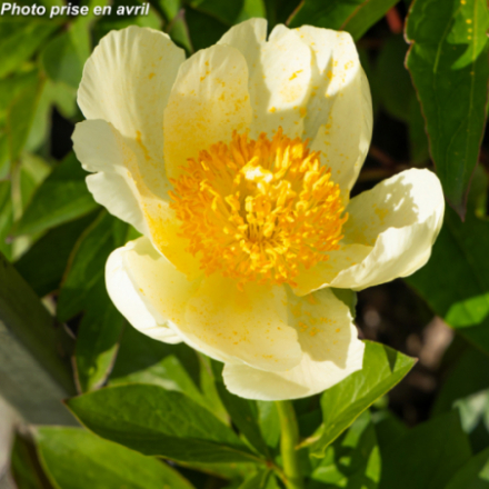 Paeonia lactiflora 'Moonrise'