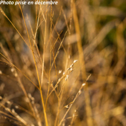 Panicum virgatum 'Squaw'