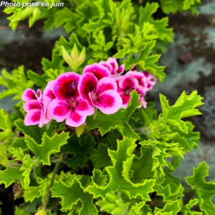 Pelargonium