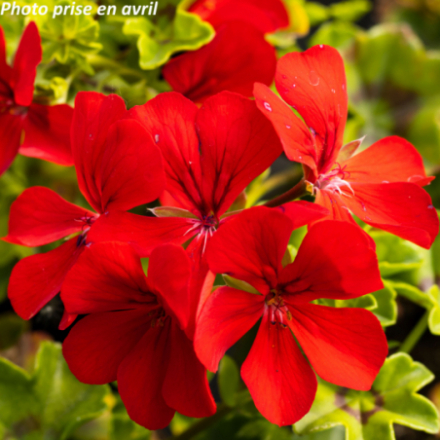 Pelargonium  peltatum - Geranium lierre double