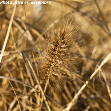 Pennisetum alopecuroïdes 'Black Beauty'