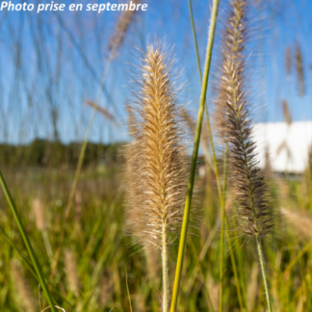 Pennisetum alopecuroides 'Cassian'