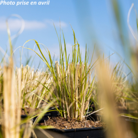 Pennisetum alopecuroides 'Compressum'